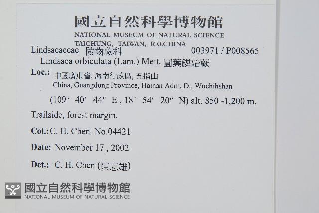 圓葉陵齒蕨藏品圖，第2張