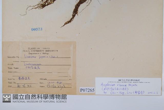 尖葉鐵角蕨藏品圖，第2張