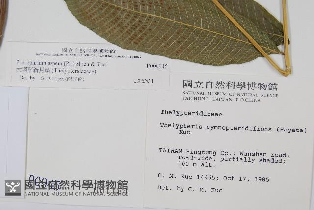 大羽葉新月蕨藏品圖，第2張