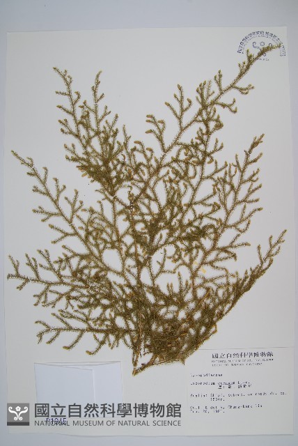 過山龍藏品圖，第1張