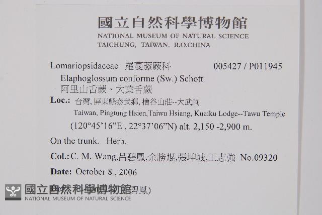 阿里山舌蕨、大葉舌蕨藏品圖，第2張