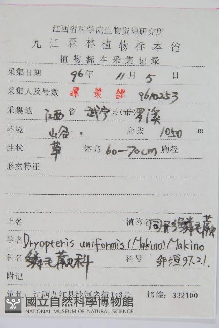 同形鱗毛蕨藏品圖，第2張