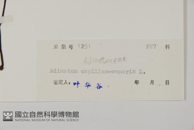 Maidenhair fern Collection Image, Figure 2, Total 5 Figures