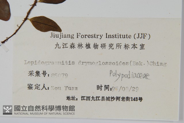 抱石蓮藏品圖，第2張
