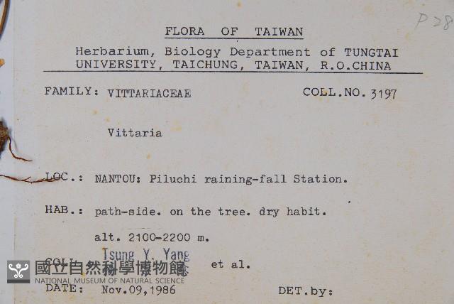 二條線蕨藏品圖，第2張