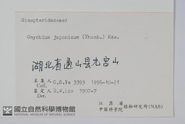 日本金粉蕨藏品圖，第2張