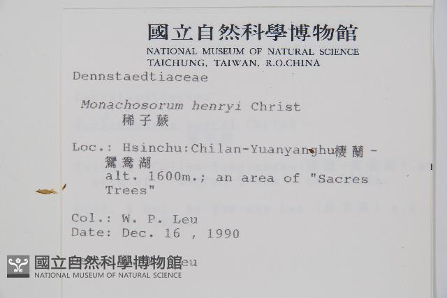 稀子蕨藏品圖，第2張