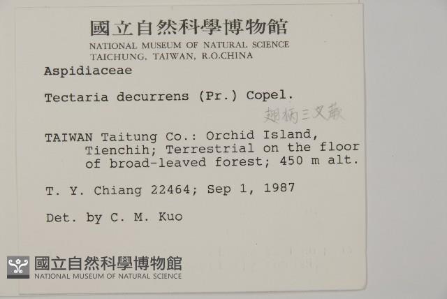 翅柄三叉蕨藏品圖，第2張