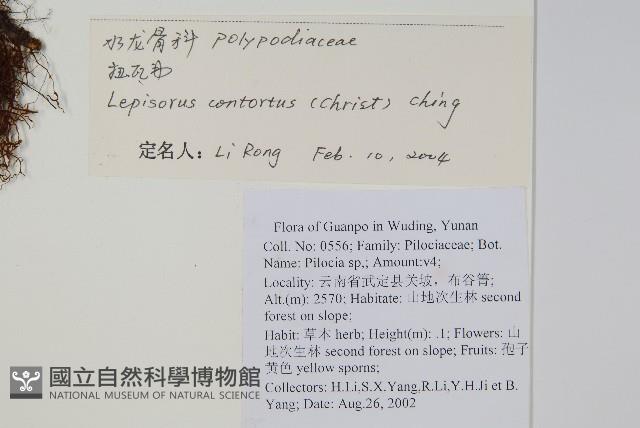 扭瓦葦藏品圖，第2張