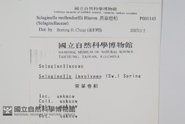 異葉卷柏藏品圖，第2張