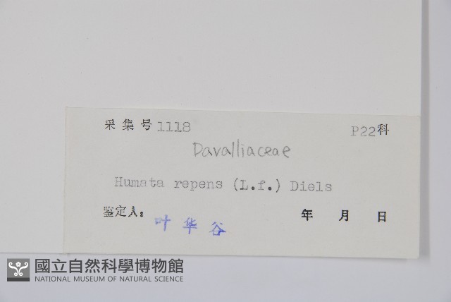 陰石蕨藏品圖，第2張