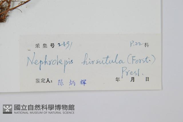 毛葉腎蕨藏品圖，第2張