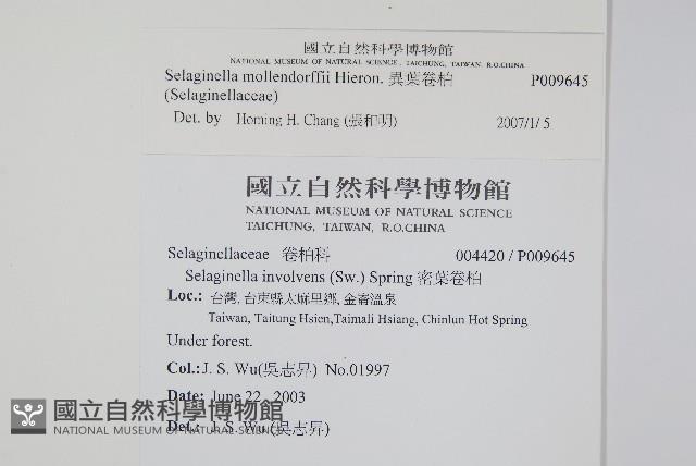 異葉卷柏藏品圖，第2張