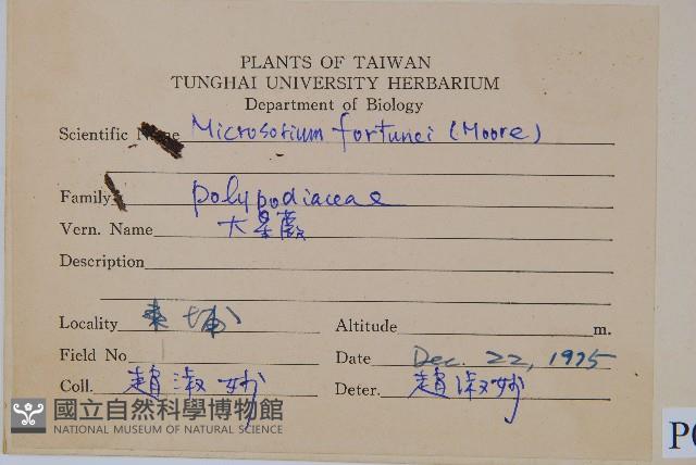 大星蕨藏品圖，第2張