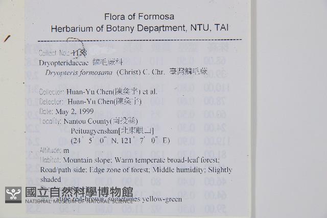 臺灣鱗毛蕨藏品圖，第2張