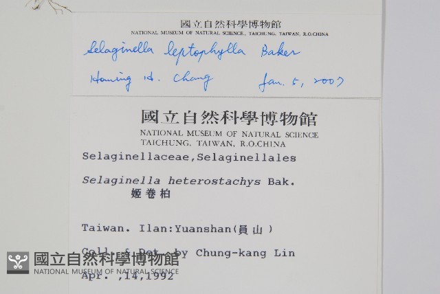 膜葉卷柏藏品圖，第2張