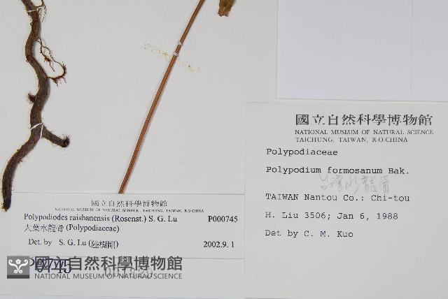 大葉水龍骨藏品圖，第2張