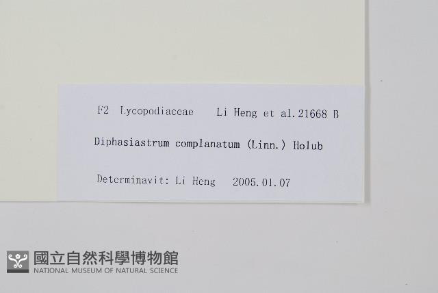 木賊葉石松藏品圖，第2張