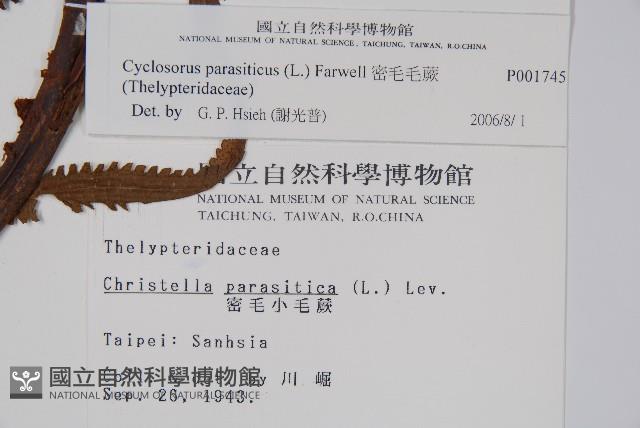 密毛毛蕨藏品圖，第2張