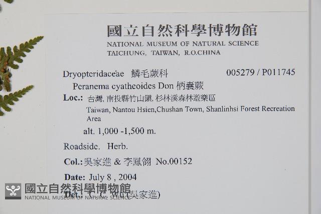 柄囊蕨藏品圖，第2張