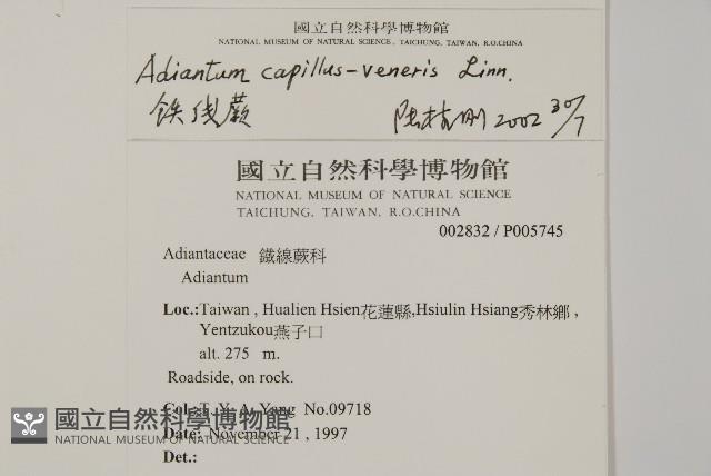 鐵線蕨藏品圖，第2張