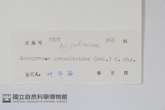 小葉劍蕨藏品圖，第2張