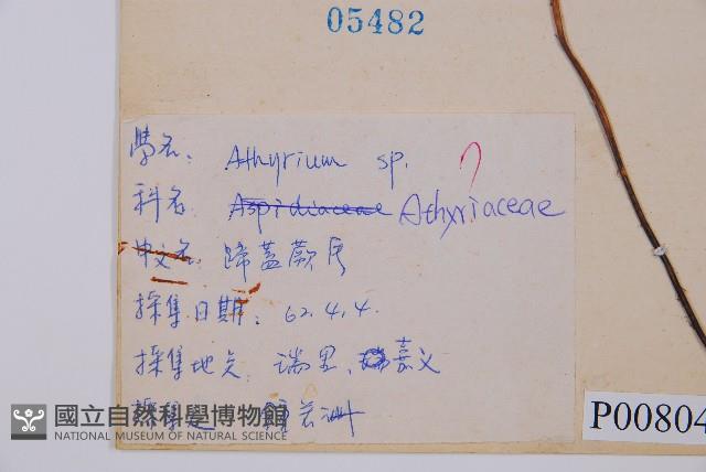 假蹄蓋蕨、東洋蹄蓋蕨藏品圖，第2張