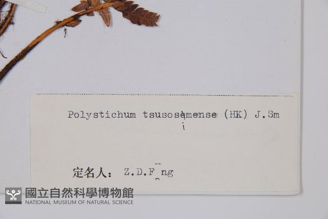對馬耳蕨藏品圖，第2張
