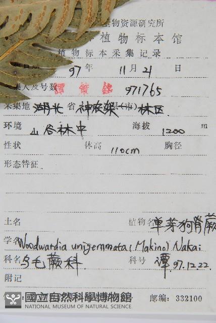 生芽狗脊蕨、頂芽狗脊蕨藏品圖，第2張