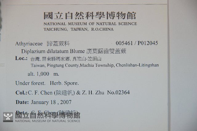 廣葉鋸齒雙蓋蕨藏品圖，第2張