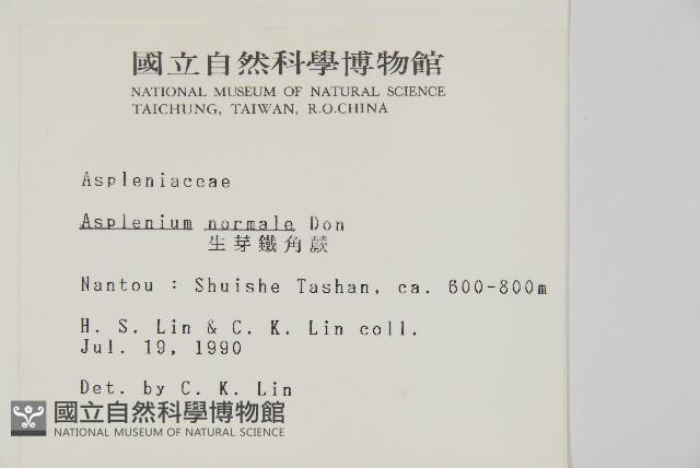 生芽鐵角蕨藏品圖，第2張