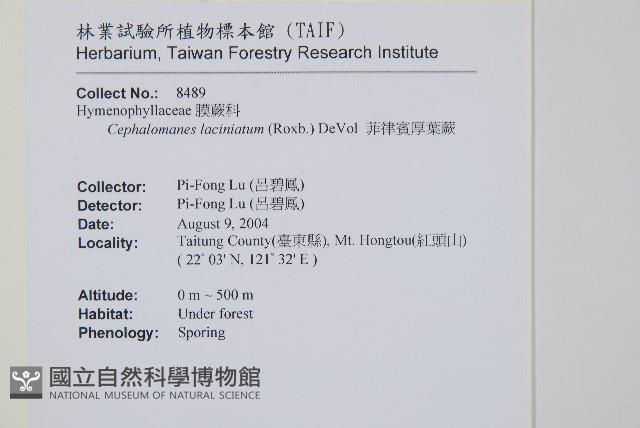 菲律賓厚葉蕨藏品圖，第2張