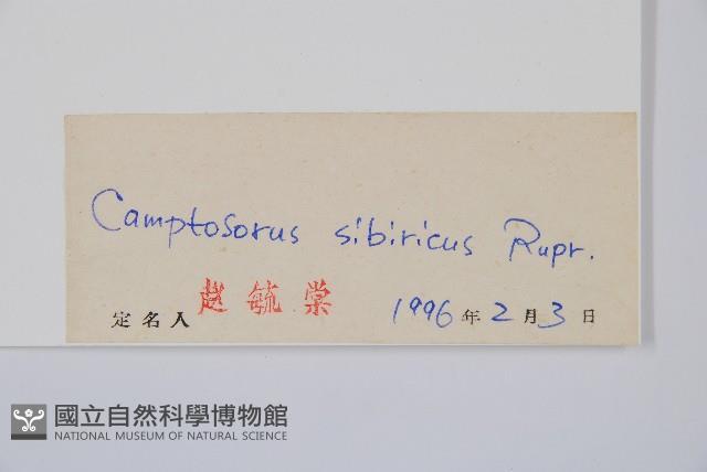 過山蕨藏品圖，第2張