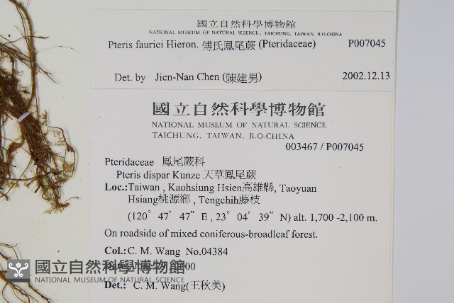 傅氏鳳尾蕨藏品圖，第2張