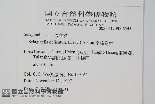 全緣卷柏藏品圖，第2張