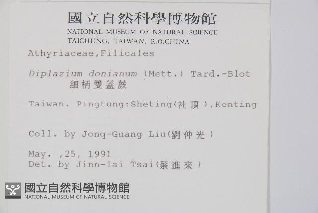 細柄雙蓋蕨藏品圖，第2張