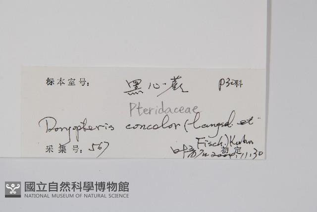 黑心蕨藏品圖，第2張