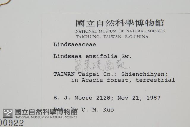 箭葉鱗始蕨藏品圖，第2張