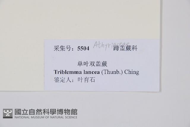 單葉雙蓋蕨藏品圖，第2張