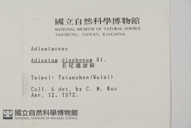 長尾鐵線蕨藏品圖，第2張