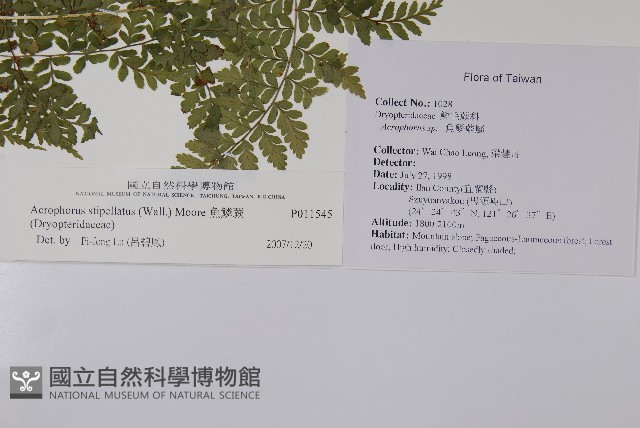 魚鱗蕨藏品圖，第2張