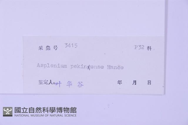 北京鐵角蕨藏品圖，第2張