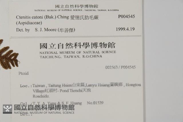 愛德氏肋毛蕨藏品圖，第2張
