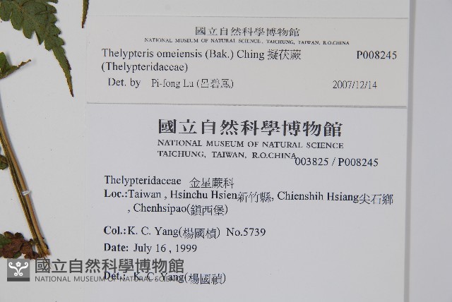 擬茯蕨藏品圖，第2張