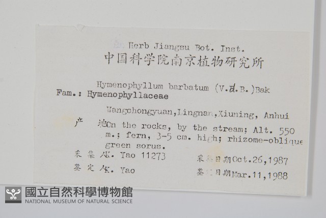 華東膜蕨藏品圖，第2張