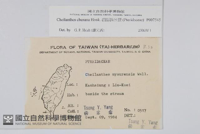 細葉碎米蕨藏品圖，第2張