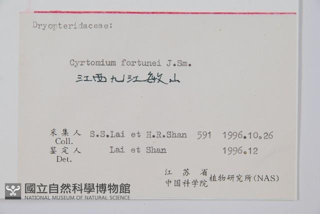 貫眾蕨藏品圖，第2張