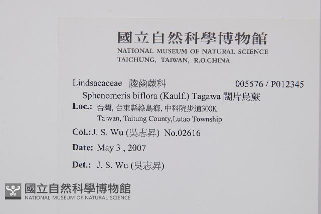 闊片烏蕨藏品圖，第2張