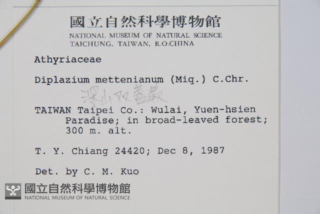 深山雙蓋蕨藏品圖，第2張