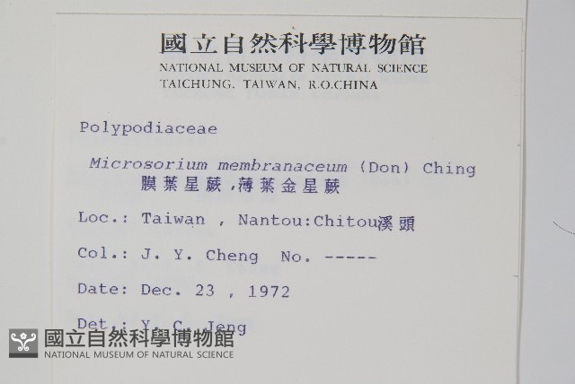 膜葉星蕨藏品圖，第2張